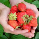 SEZONSKI POSAO U AUSTRIJI – rad na 3 meseca – satnica 17 evra – branje jagoda