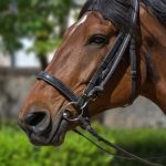 POSAO NA FARMI NEMACKA – Potrebni radnici za brigu o konjima – Smestaj besplatan
