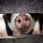 Posao na farmi svinja u Finskoj – moze bez radnog iskustva